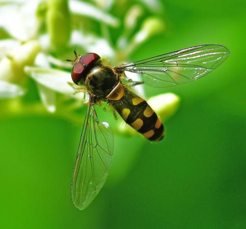 Réf. 358 829 : Meliscaeva auricollis